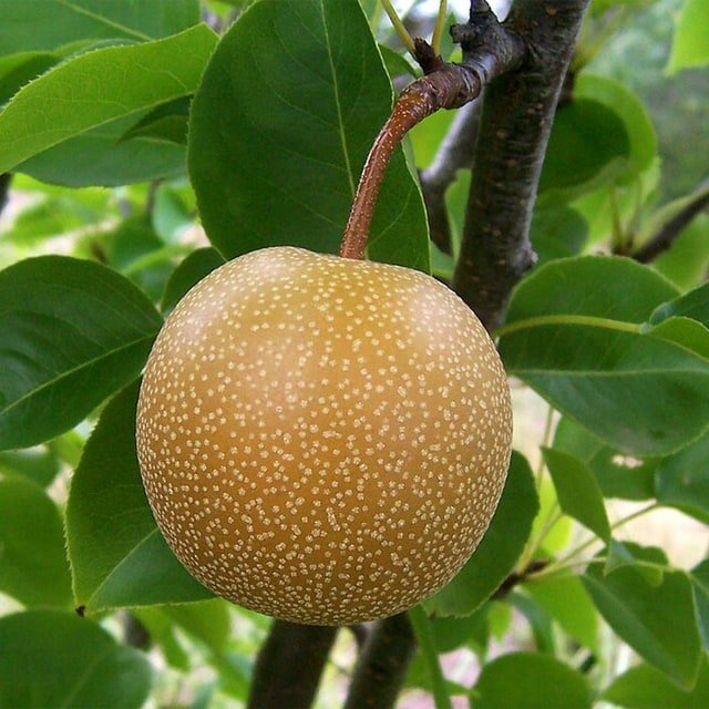 Asian Pear