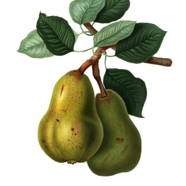 Bartlett Pear