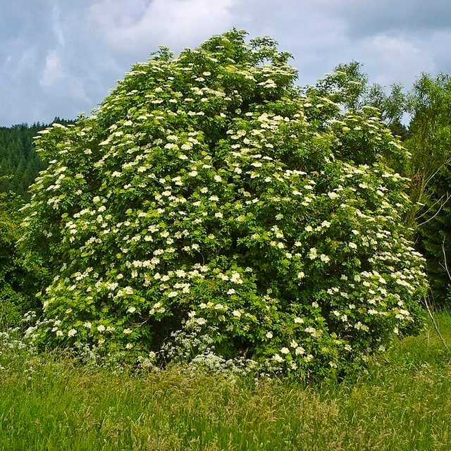 Elderberry