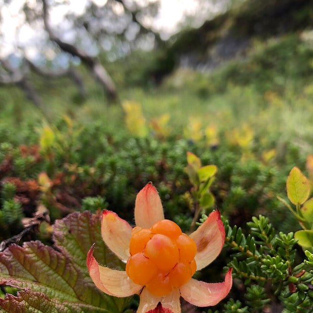 Cloudberry