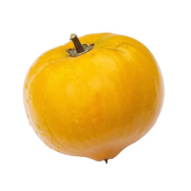 Canistel