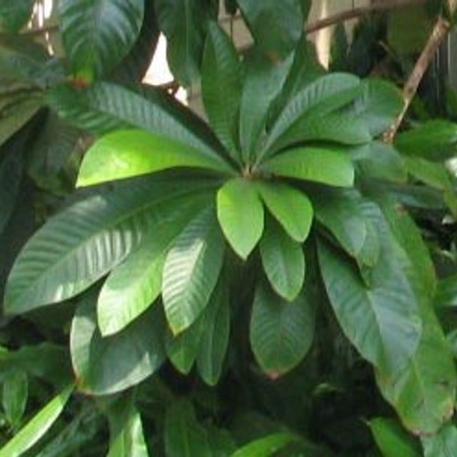 Mamey Sapote