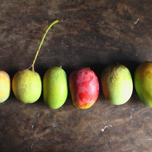 Langra Mango