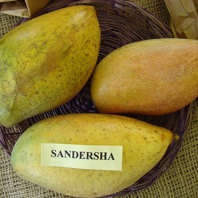 Totapuri Mango