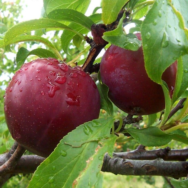 Yellow Plum