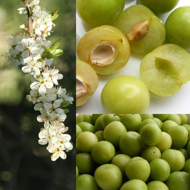 Greengage Plum