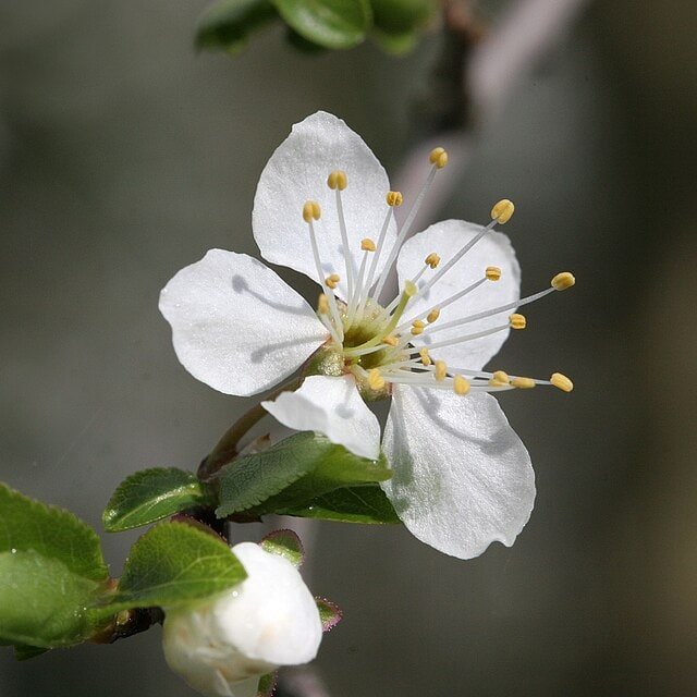 Mirabelle Plum