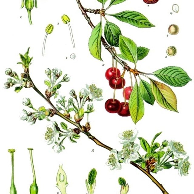 Sour Cherry
